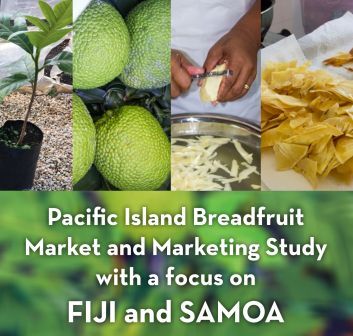 breadfruit focus fiji marketing market study pacific island samoa april